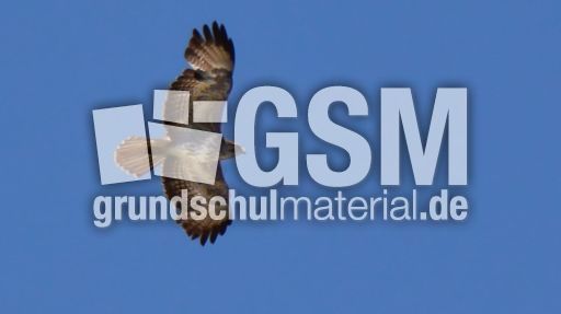 Mäusebussard (16).jpg